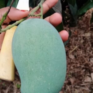 সাপাহারের আম্রপালি (আম)
